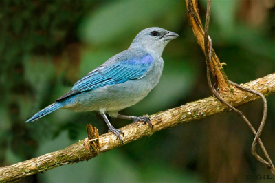 SANHACO DE ENCONTRO AZUL  (Thraupis cyanoptera)